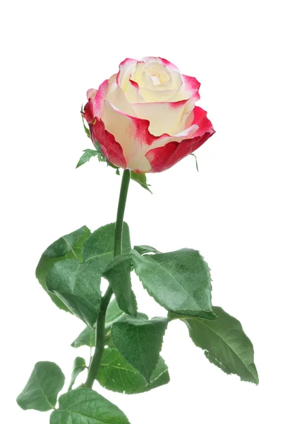 Jedna nádherná růže — Stock fotografie