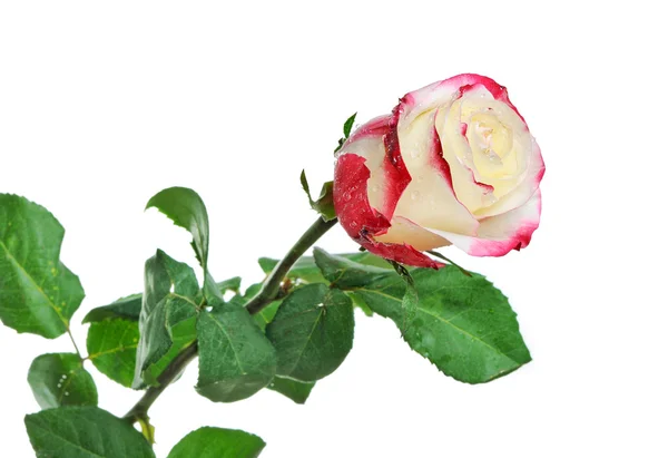 Jedna krásná růže s rosou — Stock fotografie