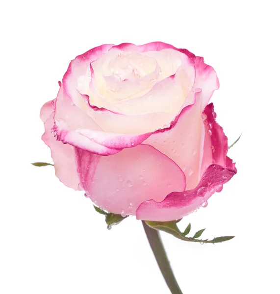 Een mooie roos met dauw — Stockfoto