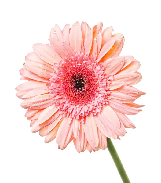 Beautiful gerbera with dew on petals isolated on white backgroun — Stock Photo, Image