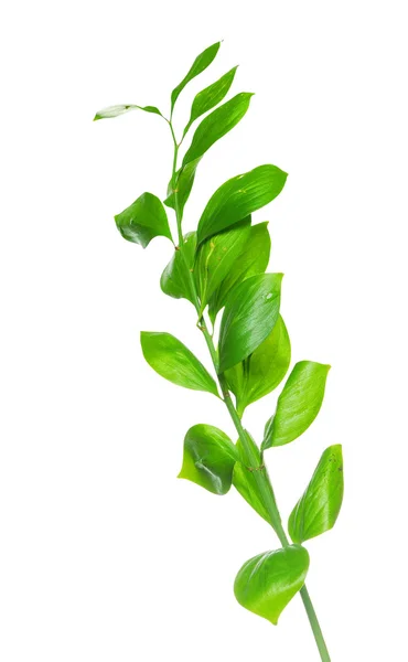 Zelená rostlina izolovaných na bílém backgrund — Stock fotografie