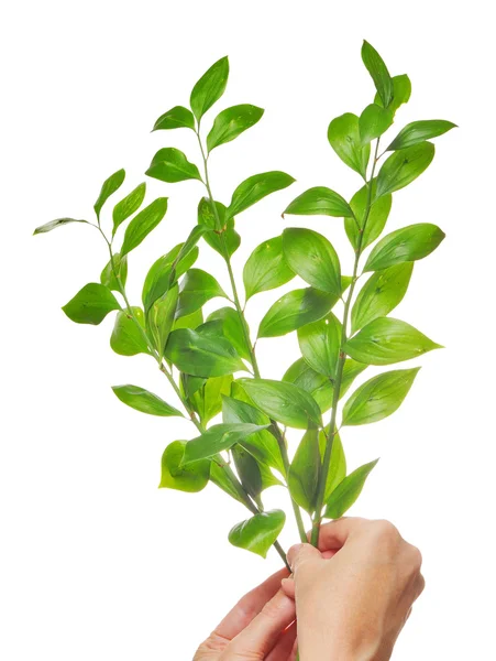 Branche verte dans les mains isolées sur fond blanc — Photo