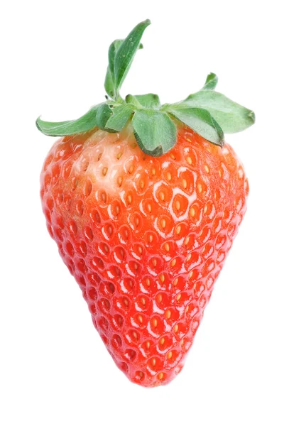 Enda färska röda jordgubb — Stockfoto