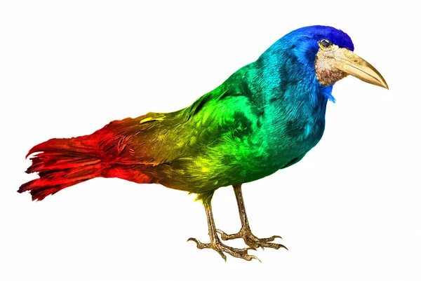 stock image Colourful crow isolated