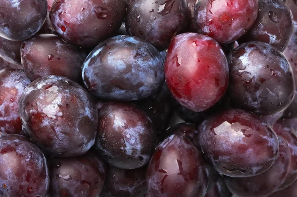Fruits de prunes — Photo