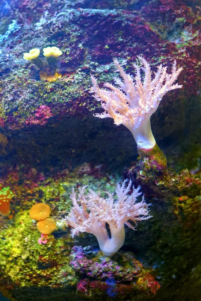 Πολύχρωμα κοραλλιογενή ύφαλο — Φωτογραφία Αρχείου