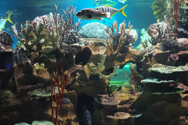 화려한 산호초 — 스톡 사진