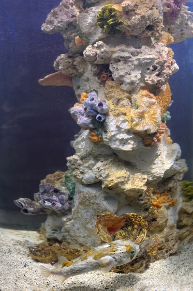 Colorido arrecife de coral —  Fotos de Stock