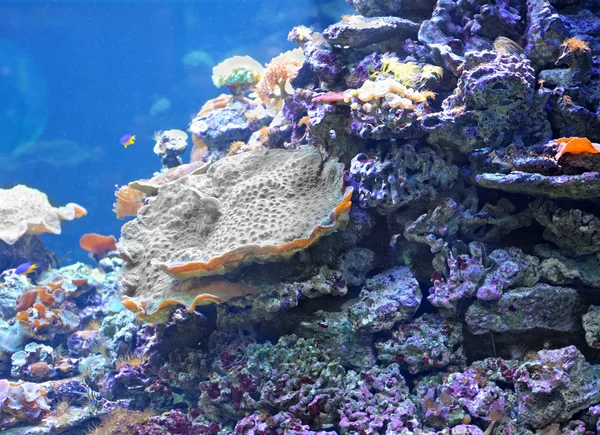 Színes korallzátonyok — Stock Fotó