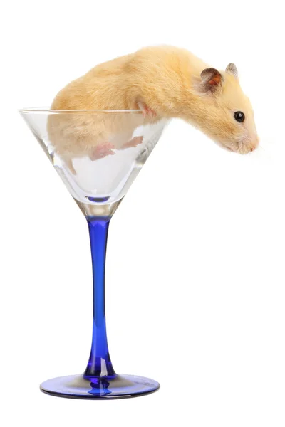 Hamster in glas — Stockfoto