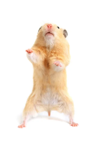 Hamster — Stockfoto