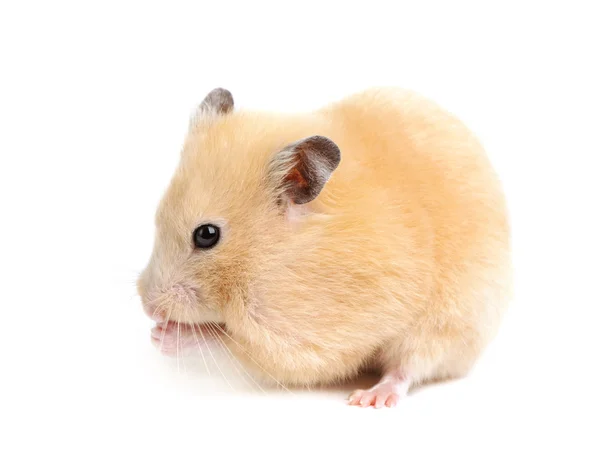 Funny hamster eet — Stockfoto