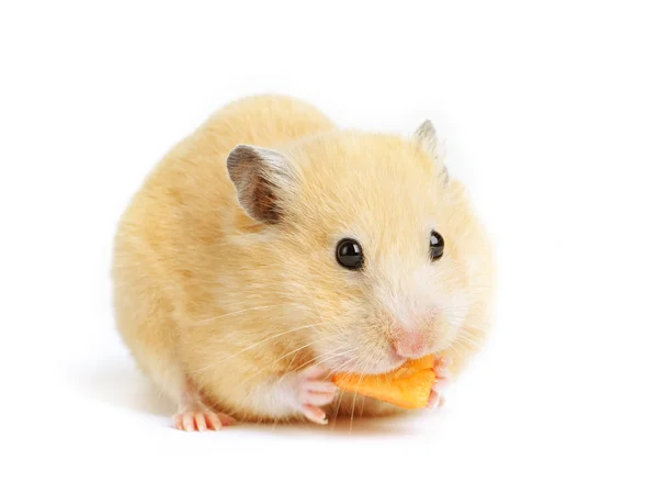 Hamster engraçado come — Fotografia de Stock