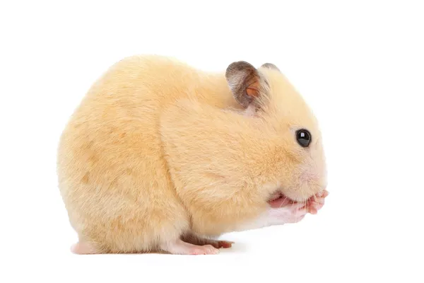 Hamster engraçado come — Fotografia de Stock