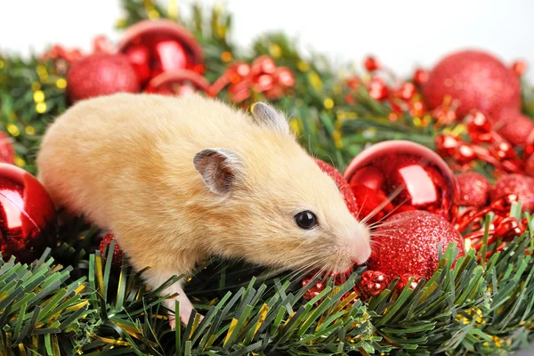 Komik küçük hamster — Stok fotoğraf