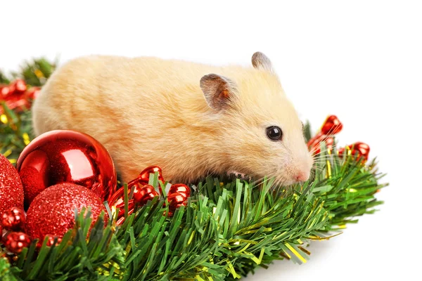 Hamster på Gran gren isolerade — Stockfoto