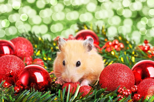 Komik küçük hamster — Stok fotoğraf