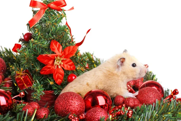 Rolig liten hamster — Stockfoto