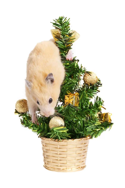 Hamster on the christmas tree — Stock Photo, Image