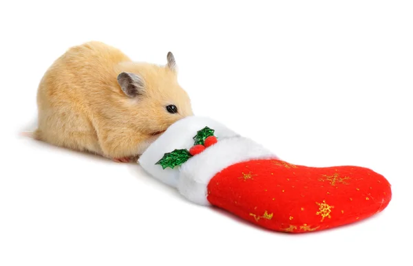 Noel çorap yakınındaki hamster — Stok fotoğraf