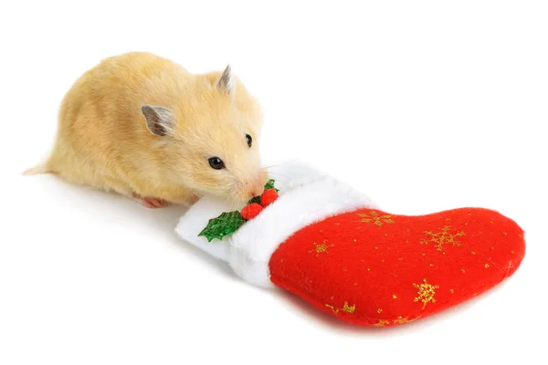 Hámster cerca de calcetín de Navidad — Foto de Stock