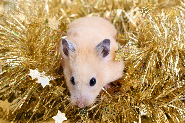 Pequeno hamster em ouropel — Fotografia de Stock