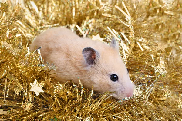 Kleine hamster in klatergoud — Stockfoto