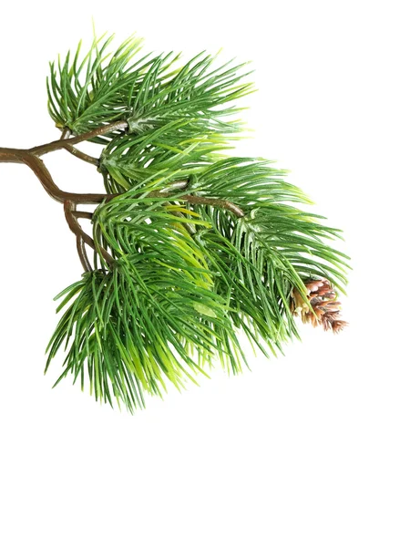 Close up of fir tree branch — Stock Photo, Image