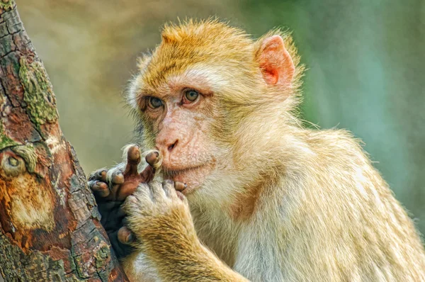 Смешная обезьяна засунула пальцы в рот — стоковое фото