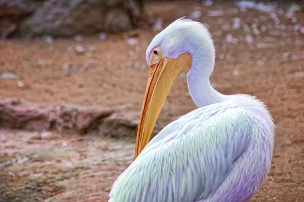 One blue pelican — Stock Photo, Image