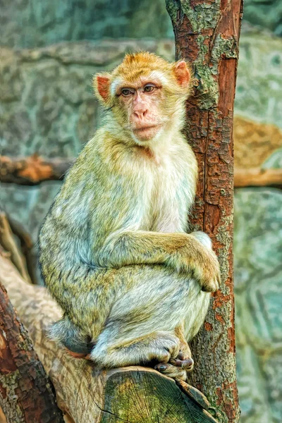 Bir üzgün maymun — Stok fotoğraf
