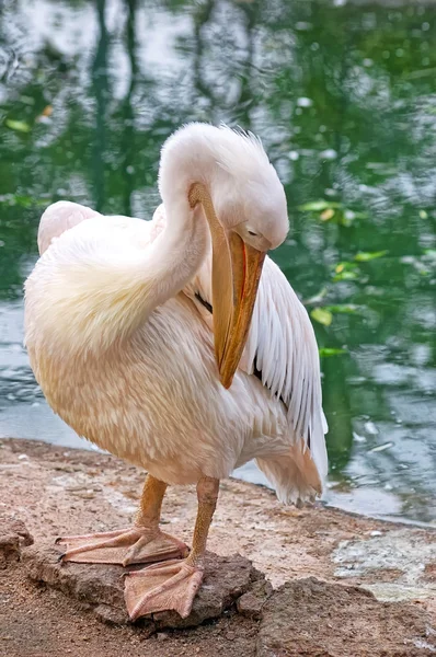 Pelican nettoie ses plumes — Photo