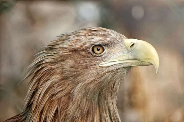 Portrait of eagle — Stock Photo, Image