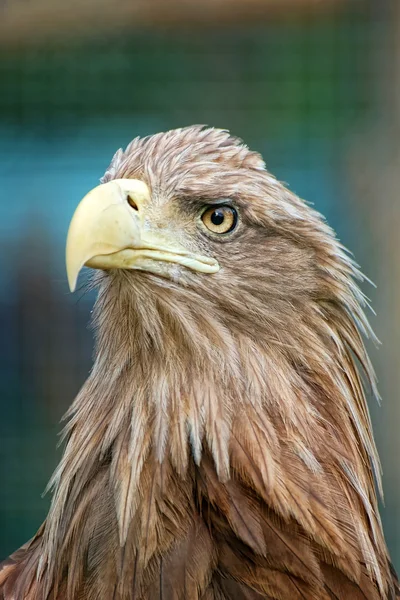 Portret van eagle — Stockfoto
