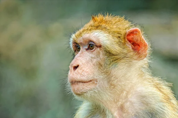 Retrato de macaco — Fotografia de Stock