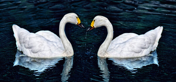 Two white swan in lake