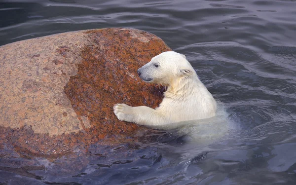 Kleiner weißer Eisbär kämpft sich an Stein heran Stockbild