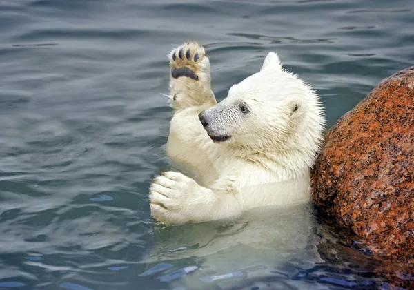 Eisbärbaby spielt im Wasser Stockbild