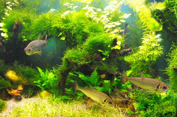 Fische in den Algen Stockfoto