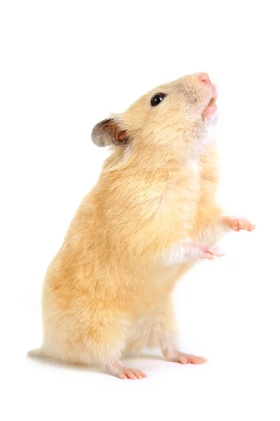 Hamster Royalty Free Stock Images