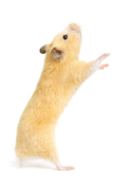 Hamster Stock Picture