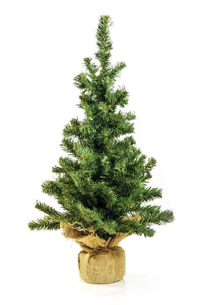 Bare Christmas tree without decoration — Stock Photo, Image