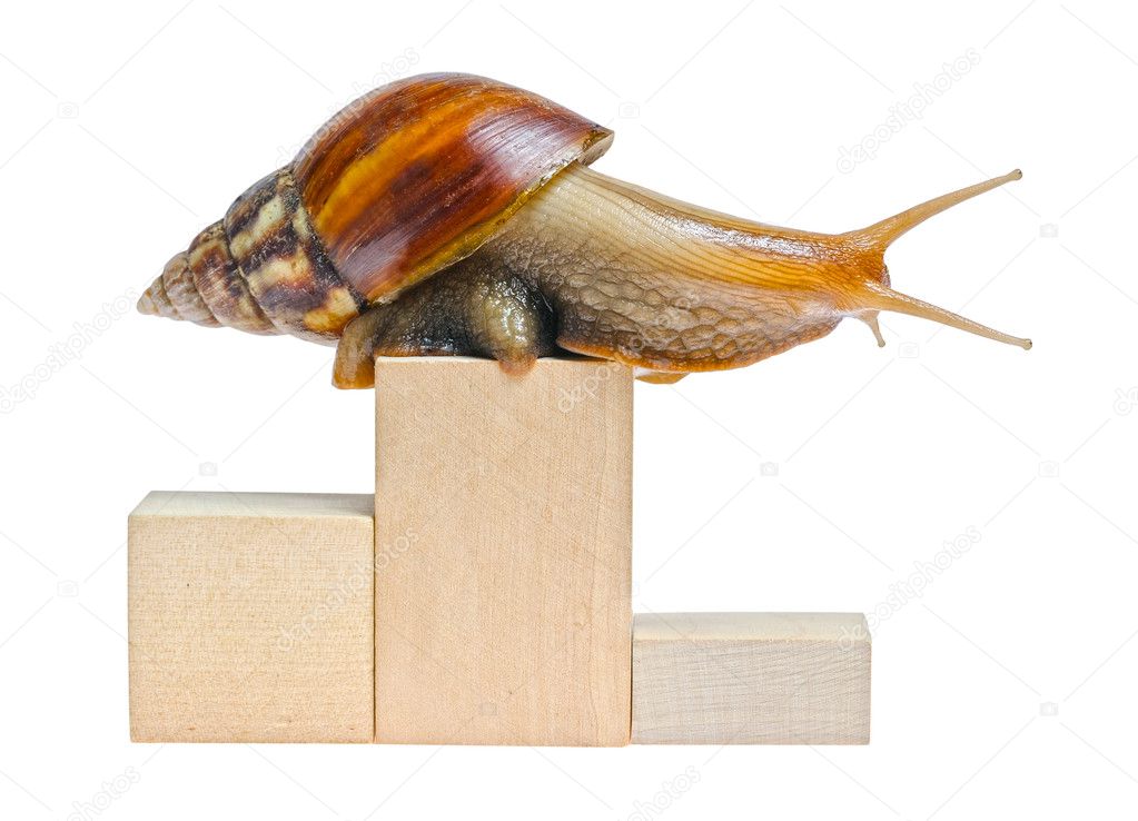 One snail on empty podium isolated on white