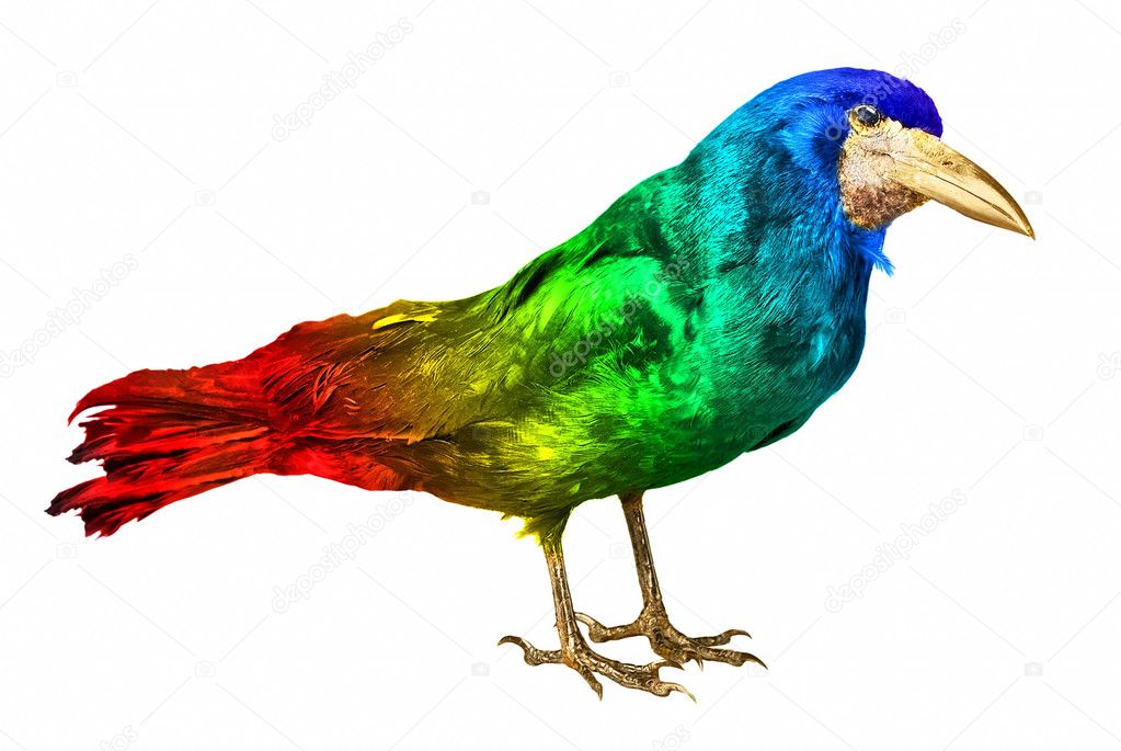 Colourful crow isolated