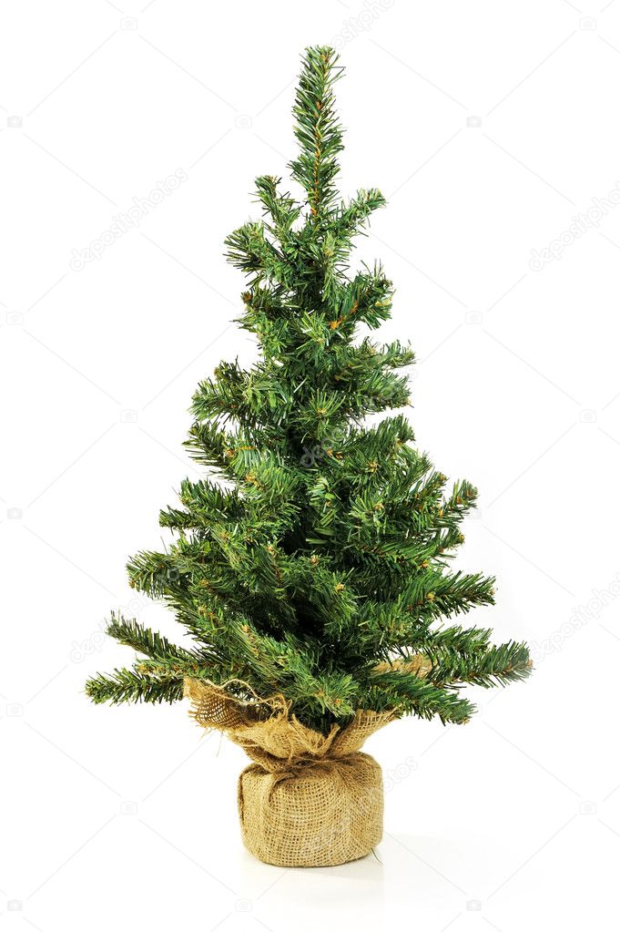 Bare Christmas tree without decoration