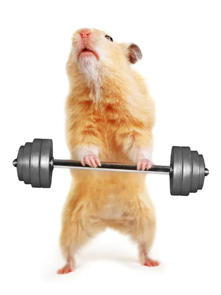Hamster met bar — Stockfoto