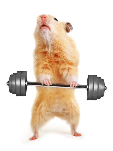 Hamster com bar Imagens De Bancos De Imagens Sem Royalties