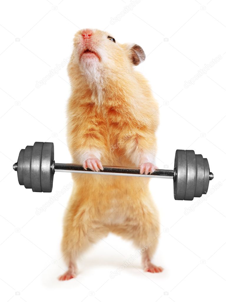 Hamster with bar