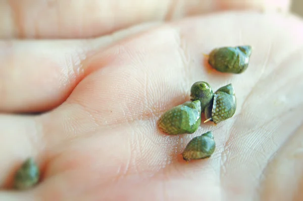 stock image Cockleshells on a hand