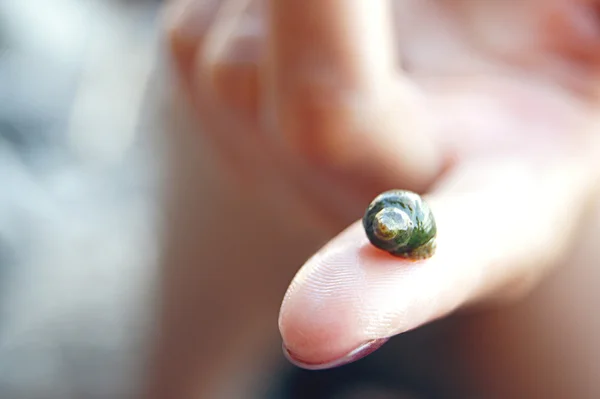 Stock image Cockleshells on a hand